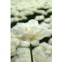 Tulip Double Fringed (Crispa) Snow Crystal 6 Bulbs Ready for Planting Now in UK Autumn Outdoor Gardens by Jamieson Brothers