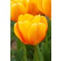 Ratatouille, Yellow & Orange Tones: Tulip Orange Breeze, Tulip Blushing Apeldoorn, Tulip Apeldoorn's Elite, Daffodil Martinette, 24 Bulbs Ready for Planting Now in UK Autumn Outdoor Gardens