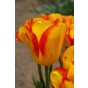 Tulip Multiflowering Outbreak 6 Bulbs Ready for Planting Now in UK Autumn Outdoor Gardens