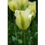 Tulip Viridiflora Spring Green 6 Bulbs Ready for Planting Now in UK Autumn Outdoor Gardens