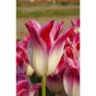 Pink Lasagne Mix: Daffodil Replete, Hyacinthus China Pink, Tulip Whispering Dream -  15 Bulbs Ready for Planting Now in UK Autumn Outdoor Gardens