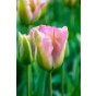 Tulip Viridiflora Groenland 6 Bulbs Ready for Planting Now in UK Autumn Outdoor Gardens