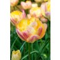 Tulip Double Late Creme Upstar 6 Bulbs Ready for Planting Now in UK Autumn Outdoor Gardens by Jamieson Brothers