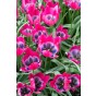 Tulip Botanical/Rockgarden Little Beauty 15 Bulbs Ready for Planting Now in UK Autumn Outdoor Gardens