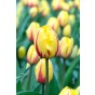 Tulip Crispa (Fringed) Flamenco 6 Bulbs Ready for Planting Now in UK Autumn Outdoor Gardens by Jamieson Brothers