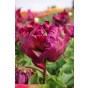 Ratatouille, Pastel Tones: Tulip Pays Bas, Tulip Negrita, Hyacinthus Fondant, Hyacinthus Blue Jacket, Daffodil Golden Ducat 20 Bulbs Ready for Planting Now in UK Autumn Outdoor Gardens