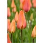 Tulip Single Late El Nino (Long Stems) 6 Bulbs Ready for Planting Now in UK Autumn Outdoor Gardens