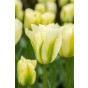 Tulip Viridiflora Spring Green 6 Bulbs Ready for Planting Now in UK Autumn Outdoor Gardens