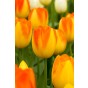 Tulip Triumph Prinz Armin 6 Bulbs Ready for Planting Now in UK Autumn Outdoor Gardens by Jamieson Brothers