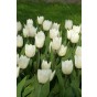 Tulip Single Early White Prince 6 Bulbs Ready for Planting Now in UK Autumn Outdoor Gardens