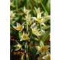 Tulip Botanical/Rockgarden Turkestanica 25 Bulbs Ready for Planting Now in UK Autumn Outdoor Gardens