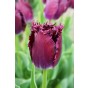 Tulip Crispa (Fringed) Purple Crystal 6 Bulbs Ready for Planting Now in UK Autumn Outdoor Gardens
