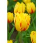 Tulip Crispa (Fringed) Flamenco 6 Bulbs Ready for Planting Now in UK Autumn Outdoor Gardens by Jamieson Brothers
