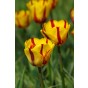 Hello Spring! Burgundy Mix: Tulip Ronaldo, Tulip Fabio, Tulip Helmar, Tulip Black Parrot, 20 Bulbs Ready for Planting Now in UK Autumn Outdoor Gardens by Jamieson Brothers