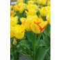 Tulip Multiflowering Outbreak 6 Bulbs Ready for Planting Now in UK Autumn Outdoor Gardens