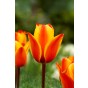 Tulip Greigii/Kaufmanniana Cape Cod 6 Bulbs Ready for Planting Now in UK Autumn Outdoor Gardens
