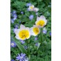 Tulip Botanical/Rockgarden Bakari Lilac Wonder 15 Bulbs Ready for Planting Now in UK Autumn Outdoor Gardens by Jamieson Brothers