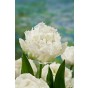 Tulip Double Fringed (Crispa) Snow Crystal 6 Bulbs Ready for Planting Now in UK Autumn Outdoor Gardens by Jamieson Brothers