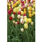 Tulip Single Late Mix 6 Bulbs Ready for Planting Now in UK Autumn Outdoor Gardens