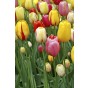 Tulip Single Late Mix 6 Bulbs Ready for Planting Now in UK Autumn Outdoor Gardens
