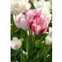 Tulip Candy Club 6 Bulbs Ready for Planting Now in UK Autumn Outdoor Gardens