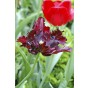 Tulip Parrot Black Parrot 6 Bulbs Ready for Planting Now in UK Autumn Outdoor Gardens