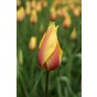 Tulip Single Late Blushing Beauty (Long Stems) 6 Bulbs Ready for Planting Now in UK Autumn Outdoor Gardens