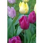 Tulip Tutti-Frutti Blend 15 Bulbs Ready for Planting Now in UK Autumn Outdoor Gardens by Jamieson Brothers