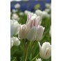 Tulip Candy Club 6 Bulbs Ready for Planting Now in UK Autumn Outdoor Gardens