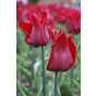Tulip Triumph Lasting Love 6 Bulbs Ready for Planting Now in UK Autumn Outdoor Gardens