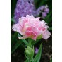 Tulip Double Fringed (Crispa) Crispion Sweet 6 Bulbs Ready for Planting Now in UK Autumn Outdoor Gardens by Jamieson Brothers