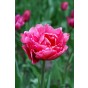 Ratatouille, Purple & Blue Tones: Tulip Margarita, Tulip Foxtrot, Muscari Armeniacum, Hyacinthus Fondant 30 Bulbs Ready for Planting Now in UK Autumn Outdoor Gardens