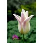Tulip Lilyflowering Elegant Lady 6 Bulbs Ready for Planting Now in UK Autumn Outdoor Gardens by Jamieson Brothers