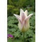 Tulip Lilyflowering Elegant Lady 6 Bulbs Ready for Planting Now in UK Autumn Outdoor Gardens by Jamieson Brothers