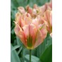 Tulip Viridiflora Artist 6 Bulbs Ready for Planting Now in UK Autumn Outdoor Gardens