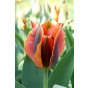 Tulip Viridiflora Artist 6 Bulbs Ready for Planting Now in UK Autumn Outdoor Gardens