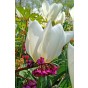 Tulip Lilyflowering White Triumphator 6 Bulbs Ready for Planting Now in UK Autumn Outdoor Gardens by Jamieson Brothers