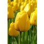 Tulip Party Popper 20 Bulbs Ready for Planting Now in UK Autumn Outdoor Gardens