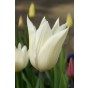 Tulip Lilyflowering White Triumphator 6 Bulbs Ready for Planting Now in UK Autumn Outdoor Gardens by Jamieson Brothers