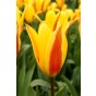 Tulip Greigii/Kaufmanniana Giuseppe Verdi 6 Bulbs Ready for Planting Now in UK Autumn Outdoor Gardens by Jamieson Brothers