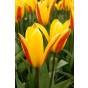 Tulip Greigii/Kaufmanniana Giuseppe Verdi 6 Bulbs Ready for Planting Now in UK Autumn Outdoor Gardens by Jamieson Brothers