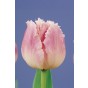 Tulip Crispa (Fringed) Dallas 6 Bulbs Ready for Planting Now in UK Autumn Outdoor Gardens by Jamieson Brothers