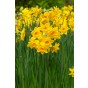 Daffodil (Narcissus) Scented Mix 35 Bulbs Ready for Planting Now in UK Autumn Outdoor Gardens