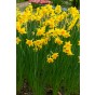 Daffodil (Narcissus) Scented Mix 35 Bulbs Ready for Planting Now in UK Autumn Outdoor Gardens
