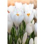 Crocus Ice Queen 10 Bulbs Ready for Planting Now in UK Autumn Outdoor Gardens