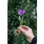 Crocus Whale Shark 15 Bulbs Ready for Planting Now in UK Autumn Outdoor Gardens