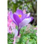 Crocus Whale Shark 15 Bulbs Ready for Planting Now in UK Autumn Outdoor Gardens