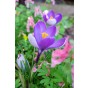 Crocus Whale Shark 15 Bulbs Ready for Planting Now in UK Autumn Outdoor Gardens