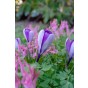 Crocus Whale Shark 15 Bulbs Ready for Planting Now in UK Autumn Outdoor Gardens