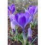 Crocus Striped Bird 15 Bulbs Ready for Planting Now in UK Autumn Outdoor Gardens